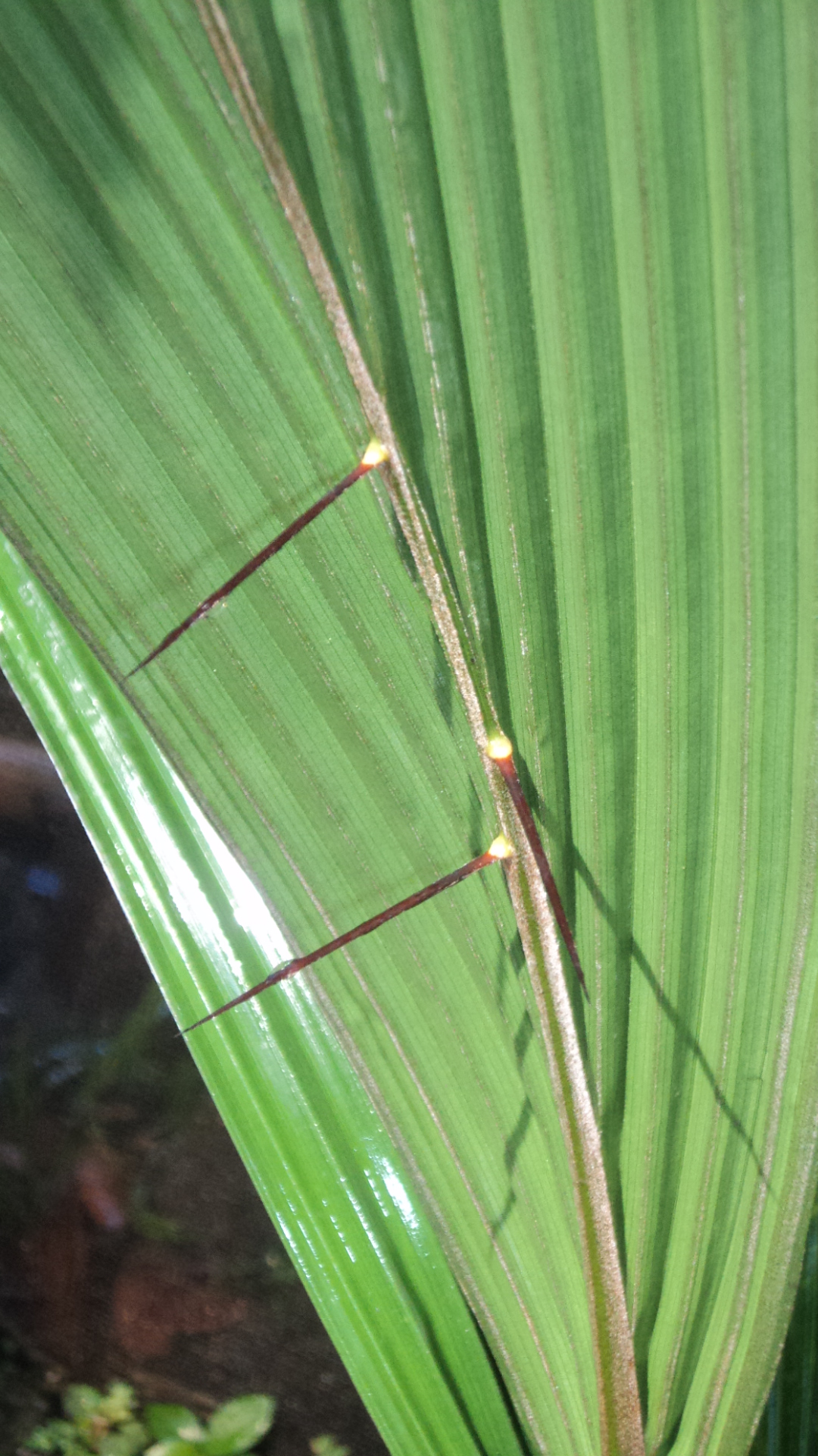 Bactris Militaris getting nasty DISCUSSING PALM TREES WORLDWIDE